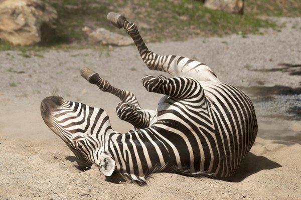 Equus zebra hartmannae, Krefeld (DE) -- 2023 -- 0217