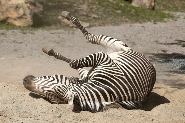 Equus zebra hartmannae, Krefeld (DE) -- 2023 -- 0218