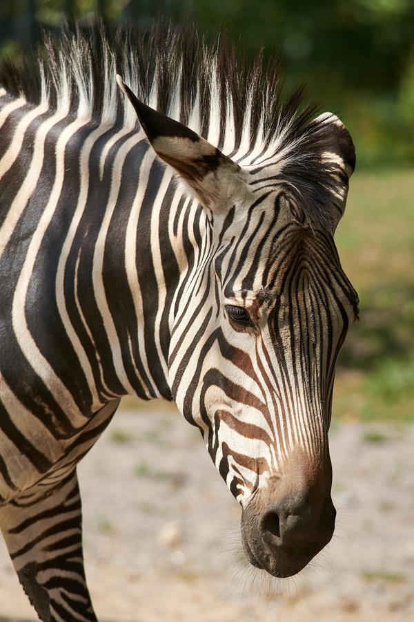 Equus zebra hartmannae, Krefeld (DE) -- 2023 -- 0224