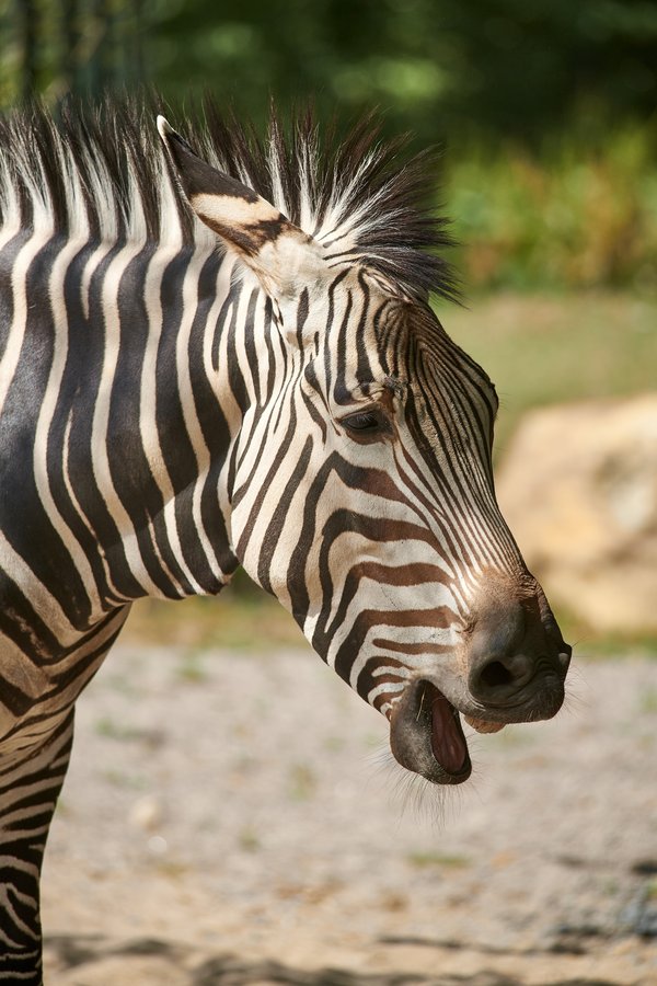 Equus zebra hartmannae, Krefeld (DE) -- 2023 -- 0231