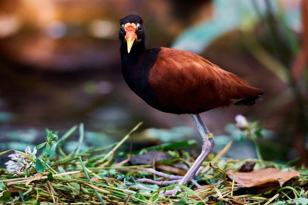 J. jacana, Krefeld (DE) -- 2023 -- 0238