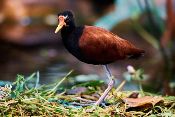 J. jacana, Krefeld (DE) -- 2023 -- 0241