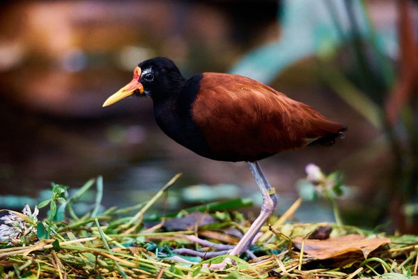 J. jacana, Krefeld (DE) -- 2023 -- 0242