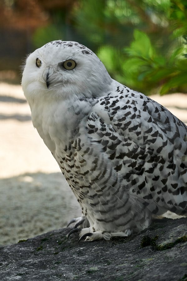 Bubo scandiacus, Krefeld (DE) -- 2023 -- 0246