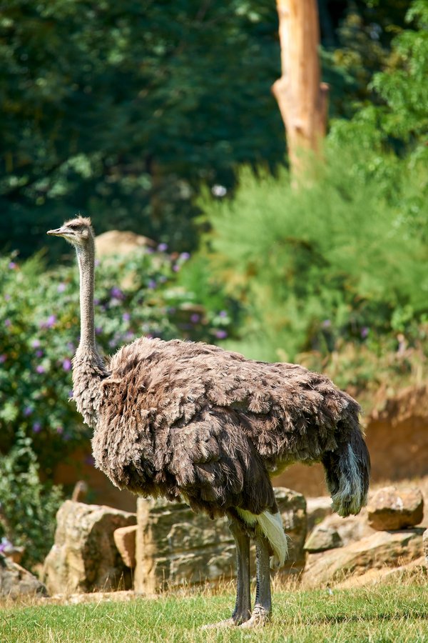 Struthio camelus australis, Krefeld (DE) -- 2023 -- 0250
