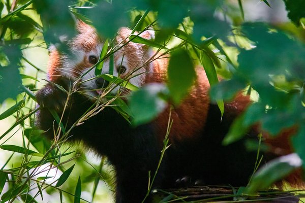 Ailurus fulgens, Krefeld (DE) -- 2023 -- 0260