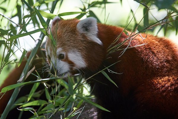 Ailurus fulgens, Krefeld (DE) -- 2023 -- 0308