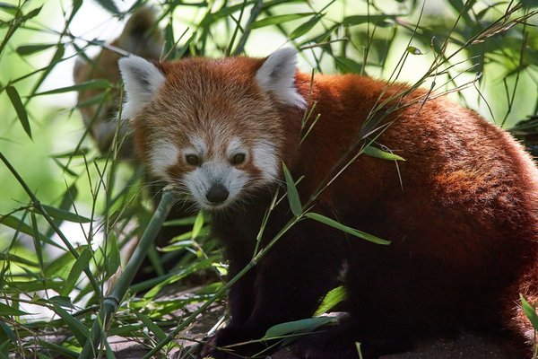 Ailurus fulgens, Krefeld (DE) -- 2023 -- 0326