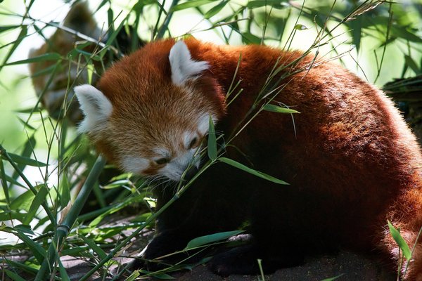 Ailurus fulgens, Krefeld (DE) -- 2023 -- 0327