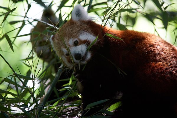Ailurus fulgens, Krefeld (DE) -- 2023 -- 0328