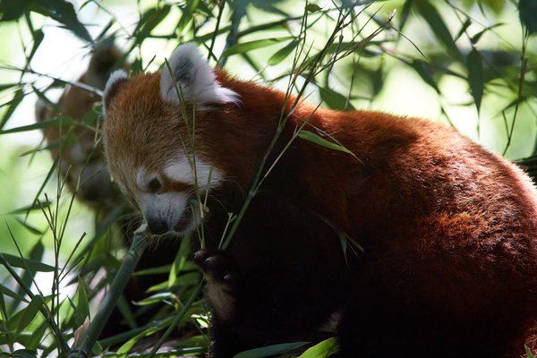 Ailurus fulgens, Krefeld (DE) -- 2023 -- 0329