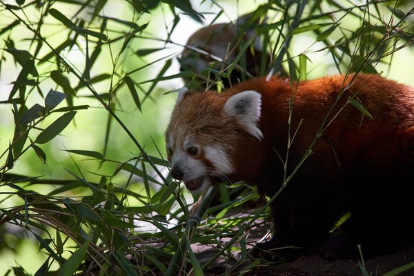 Ailurus fulgens, Krefeld (DE) -- 2023 -- 0331