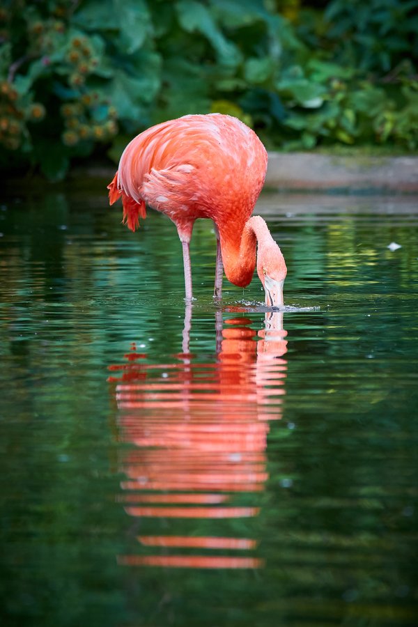 Phoenicopterus ruber, Krefeld (DE) -- 2023 -- 0362