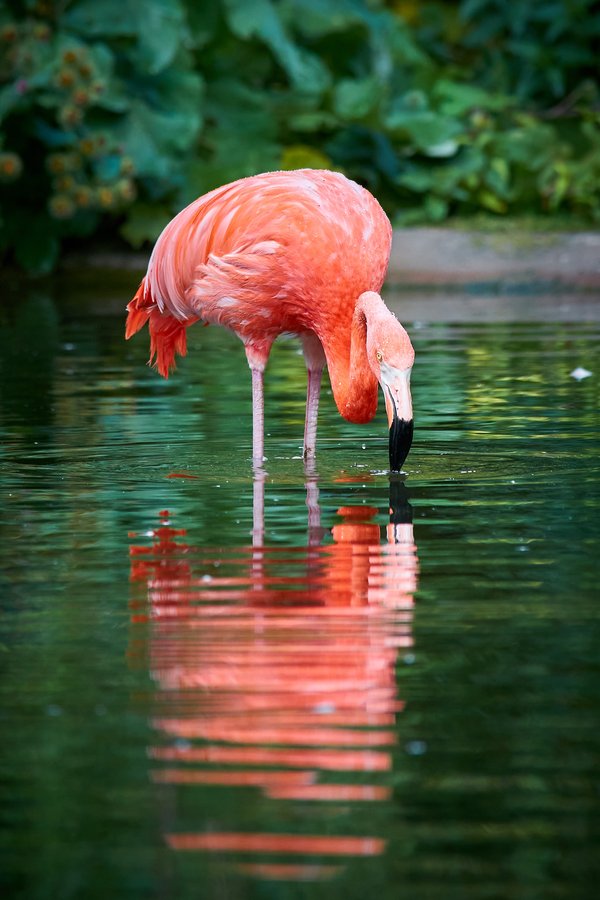 Phoenicopterus ruber, Krefeld (DE) -- 2023 -- 0363