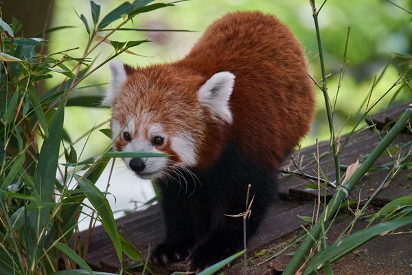 Ailurus fulgens, Krefeld (DE) -- 2023 -- 0374