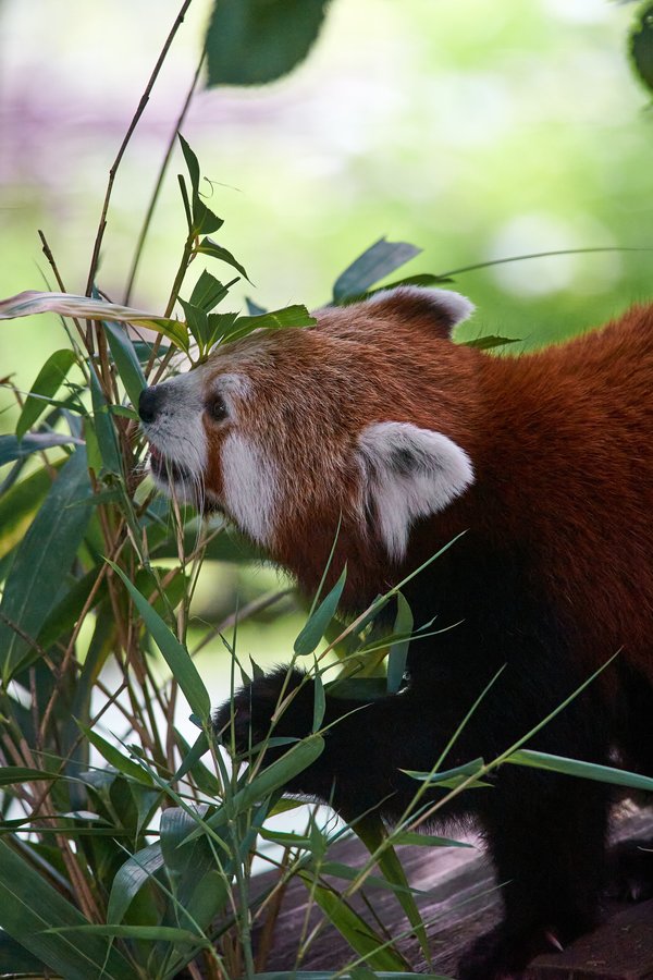 Ailurus fulgens, Krefeld (DE) -- 2023 -- 0380