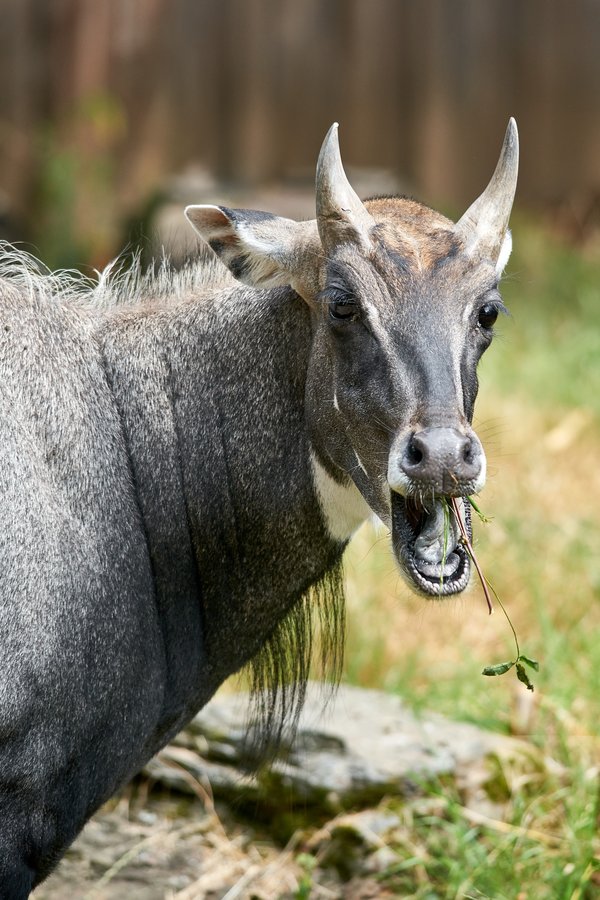 Boselaphus tragocamelus, Krefeld (DE) -- 2023 -- 0409