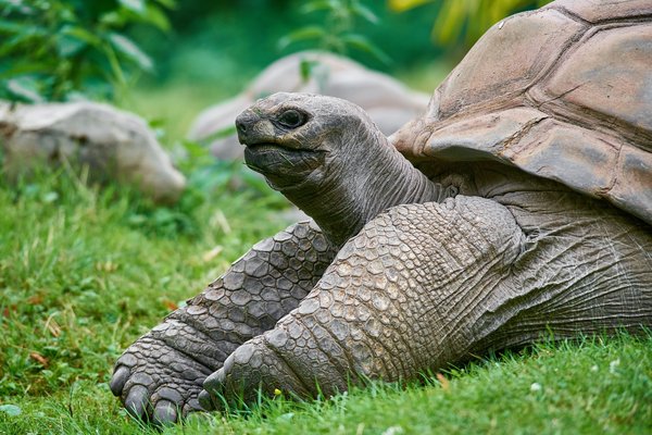Aldabrachelys gigantea, Krefeld (DE) -- 2023 -- 0432
