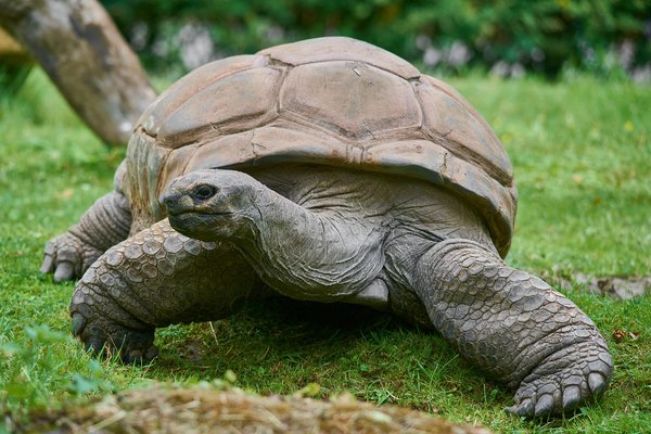 Aldabrachelys gigantea, Krefeld (DE) -- 2023 -- 0454