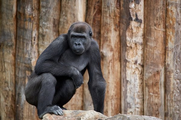 G. g. gorilla, Krefeld (DE) -- 2023 -- 0458