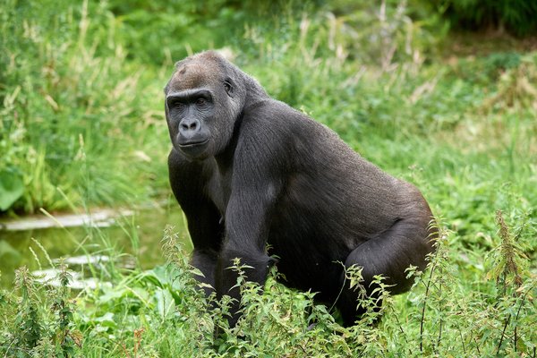 G. g. gorilla, Krefeld (DE) -- 2023 -- 0460