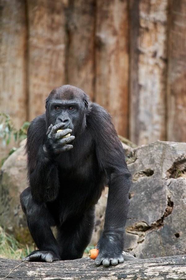 G. g. gorilla, Krefeld (DE) -- 2023 -- 0494