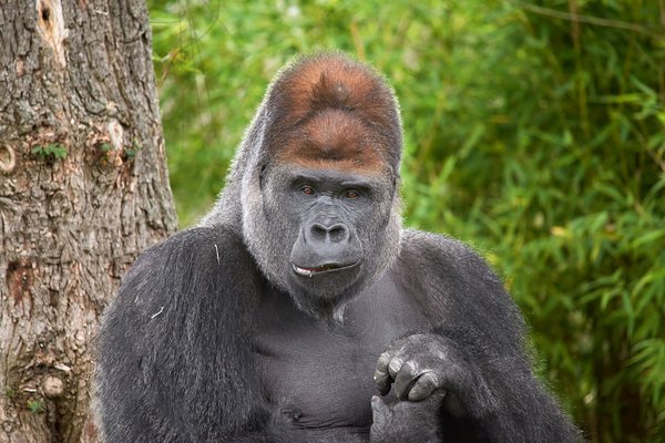 G. g. gorilla, Krefeld (DE) -- 2023 -- 0499