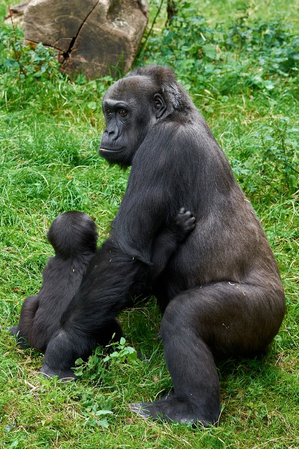 G. g. gorilla, Krefeld (DE) -- 2023 -- 0513