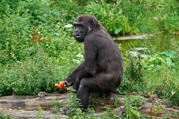 G. g. gorilla, Krefeld (DE) -- 2023 -- 0518