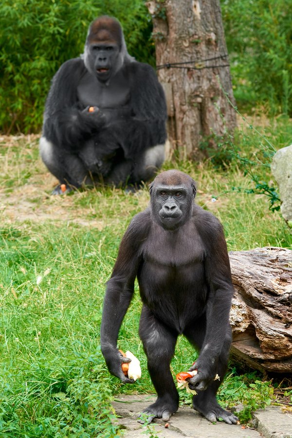 G. g. gorilla, Krefeld (DE) -- 2023 -- 0532