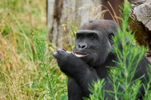 G. g. gorilla, Krefeld (DE) -- 2023 -- 0567