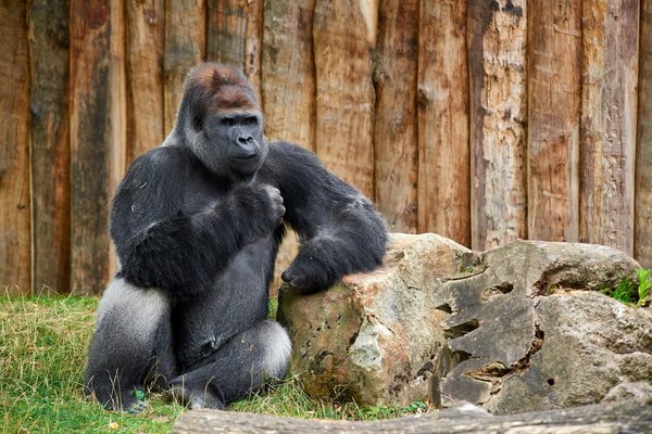 G. g. gorilla, Krefeld (DE) -- 2023 -- 0594