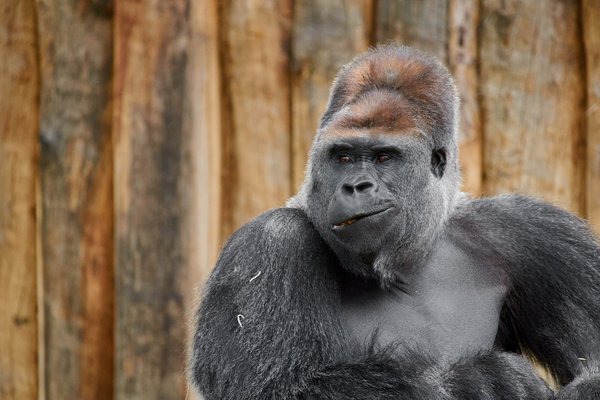 G. g. gorilla, Krefeld (DE) -- 2023 -- 0596