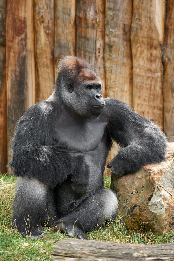G. g. gorilla, Krefeld (DE) -- 2023 -- 0603