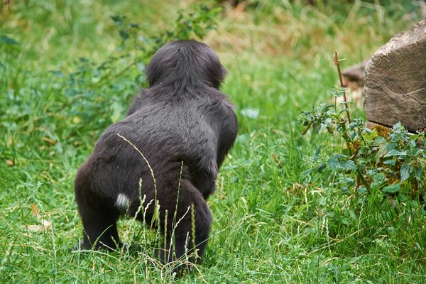 G. g. gorilla, Krefeld (DE) -- 2023 -- 0616