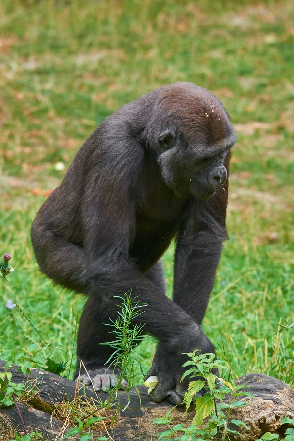 G. g. gorilla, Krefeld (DE) -- 2023 -- 0630