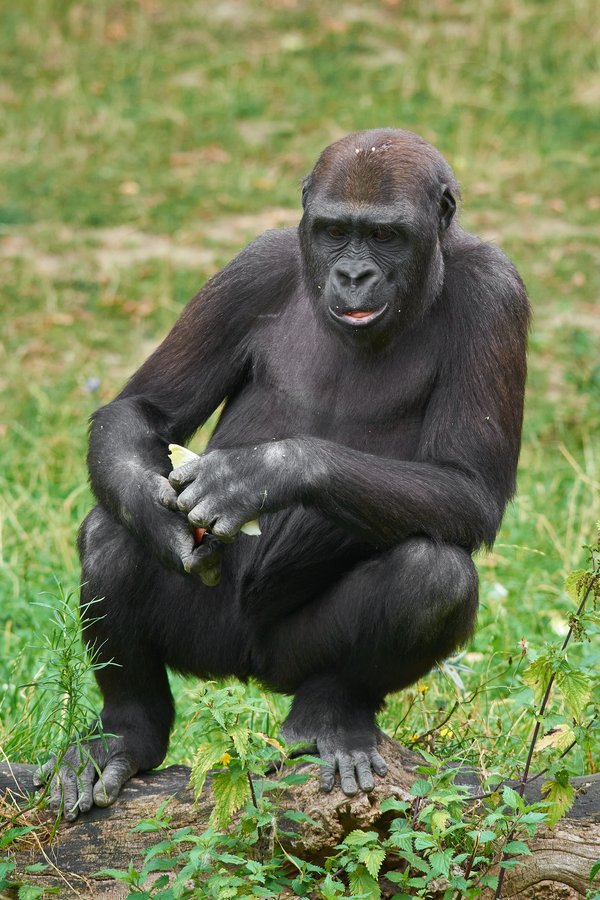G. g. gorilla, Krefeld (DE) -- 2023 -- 0633