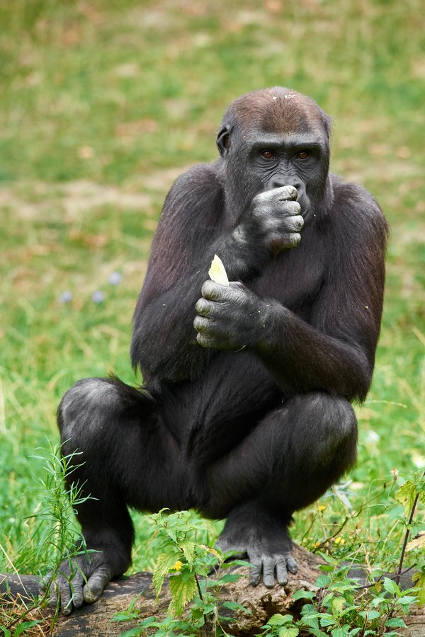 G. g. gorilla, Krefeld (DE) -- 2023 -- 0639