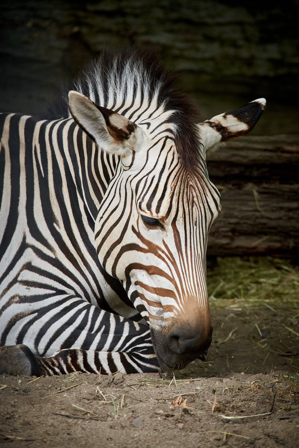 Equus zebra hartmannae, Krefeld (DE) -- 2023 -- 0656