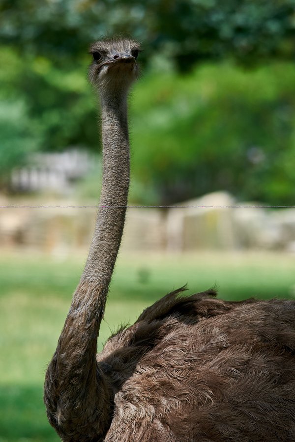 Struthio camelus australis, Krefeld (DE) -- 2023 -- 0666