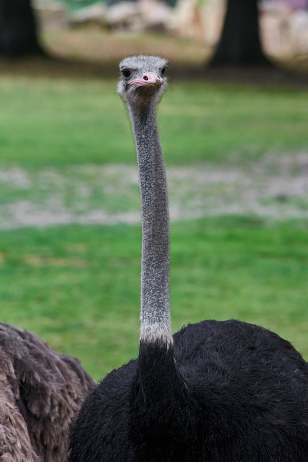 Struthio camelus australis, Krefeld (DE) -- 2023 -- 0676