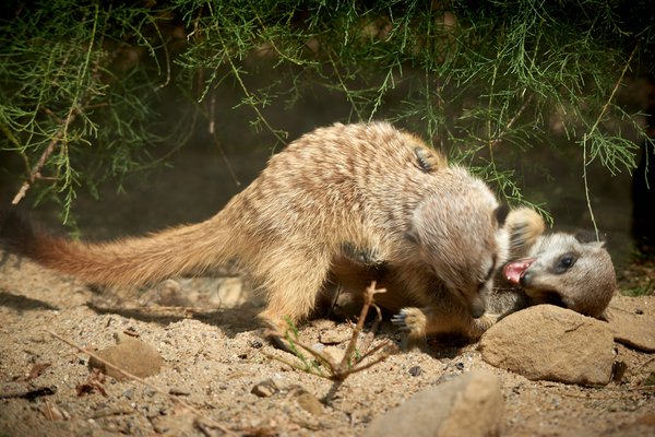 Suricata suricatta, Krefeld (DE) -- 2023 -- 0699