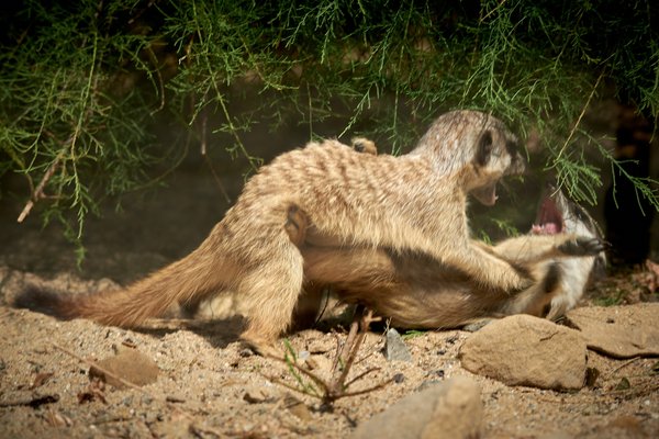 Suricata suricatta, Krefeld (DE) -- 2023 -- 0700