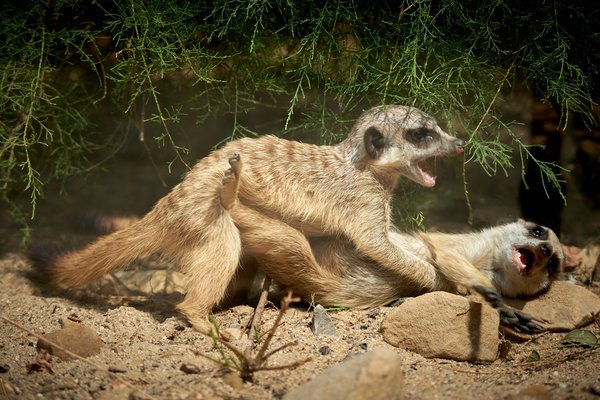 Suricata suricatta, Krefeld (DE) -- 2023 -- 0702
