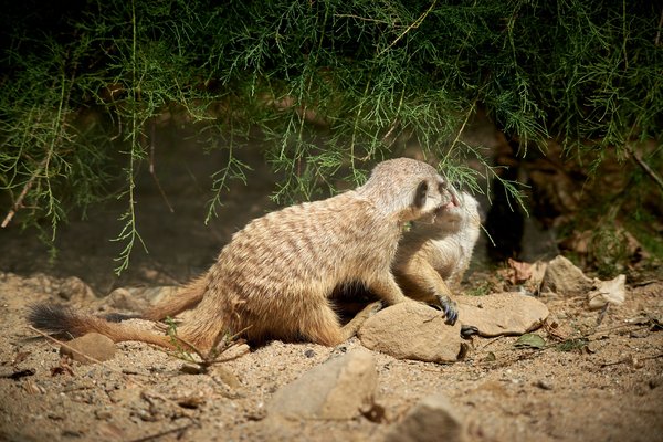 Suricata suricatta, Krefeld (DE) -- 2023 -- 0706