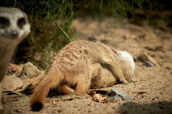 Suricata suricatta, Krefeld (DE) -- 2023 -- 0709