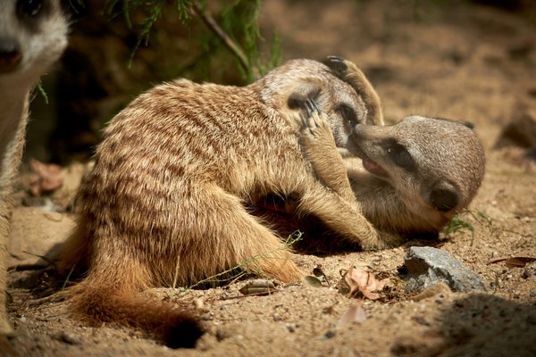 Suricata suricatta, Krefeld (DE) -- 2023 -- 0712