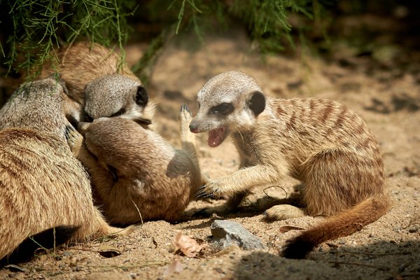 Suricata suricatta, Krefeld (DE) -- 2023 -- 0715