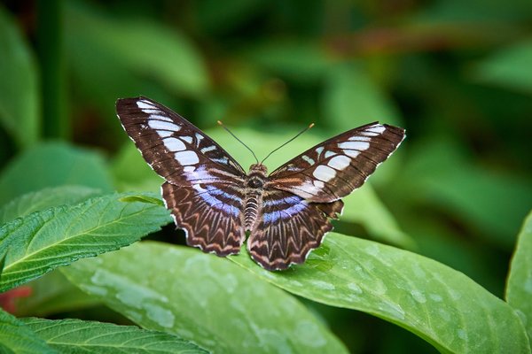 Lepidoptera, Krefeld (DE) -- 2023 -- 0783