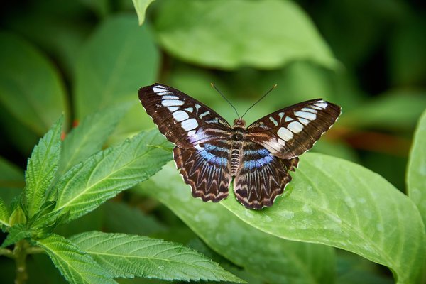 Lepidoptera, Krefeld (DE) -- 2023 -- 0785